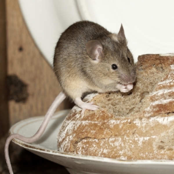 Hausmaus sitzt auf einem Brot und frisst