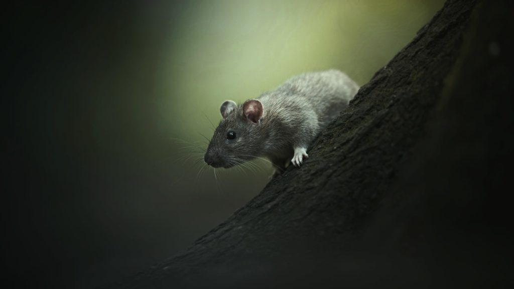 Ratte sitzt auf Baumstamm